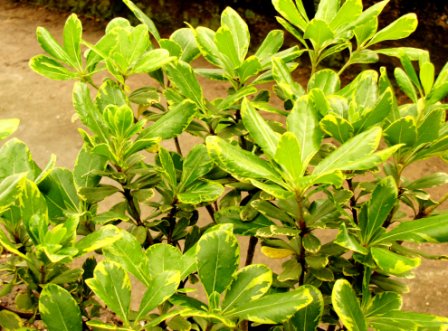 Pitosporo variegata